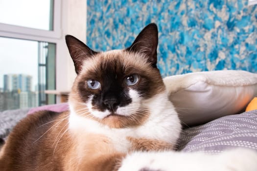 Gray cat with blue eyes lying on the bed close up