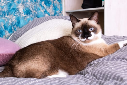 Gray cat with blue eyes lying on the bed close up