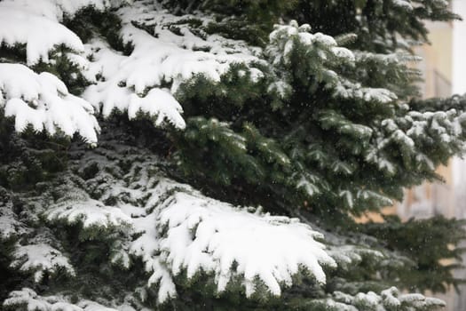 Observation of a snow blizzard in the midst of nature. Large close-up on the branches of a coniferous tree. The branches bend under the weight of the snow. Snow falling visible on the background of coniferous tree branches.