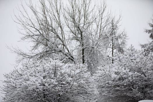 A view of the crowns of trees and top branches of shrubs against a bright sky. The branches of the plants are leafless because it is winter. Branches of trees and shrubs covered with a layer of fresh snow.