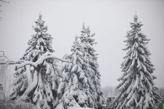 Three tall trees growing near each other. The branches of the coniferous trees are green even in winter. A thick layer of snow lies on the branches of the trees. The branches bend under the weight of the snow.
