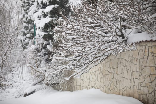 The branches of coniferous trees are bowed by the excess snow that has settled on them. The leafless branches of shrubs are covered with a layer of fresh snow. A beige wall is visible on the right side of the sidewalk.