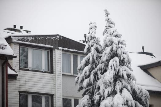 The crowns of coniferous trees can be seen in the foreground. The branches of the trees are covered with fresh snow. Behind the trees, a single-family house can be seen in white and brown colors.