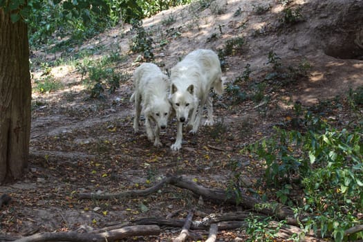 Pair of white wolves (Canis lupus arctos) walking in forest together.