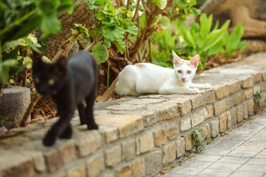 White stray cat resting on bricks curb,  another blurred black one walking in foreground, Geranium leaves behind them