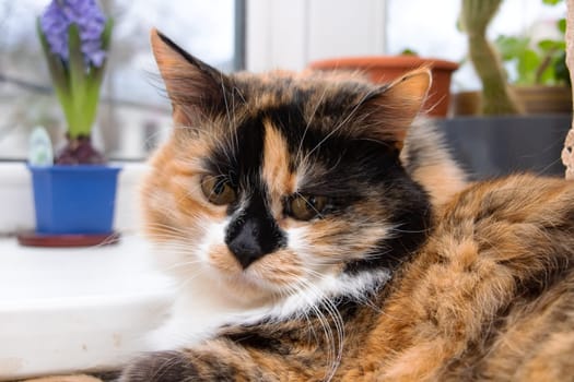 Three-color cat with yellow eyes close up portrait