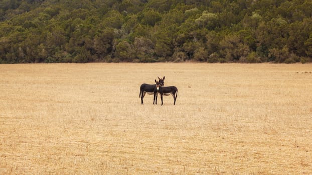 Two wild donkeys in low dry grass. Karpass, Northern Cyprus