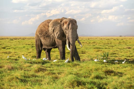 African bush elephant (Loxodonta africana) walking in low savanna grass, white heron birds around on ground.