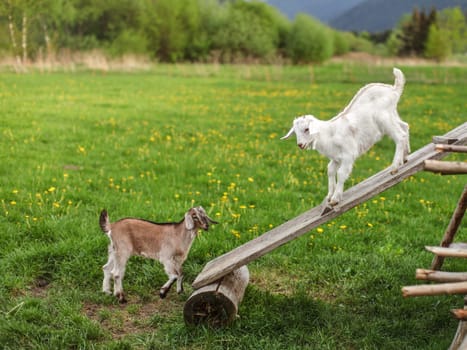 Two young goat kids playing on wooden board, meadow with dandelions in background.