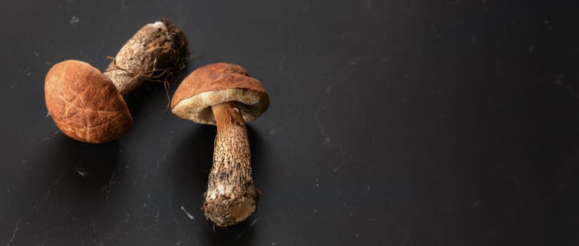 Tabletop view, two young scaber stalk bolete (Leccinum scabrum) mushrooms on black board, Banner with space for text on the right.