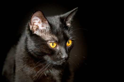 portrait of a black cat on a black background. photo