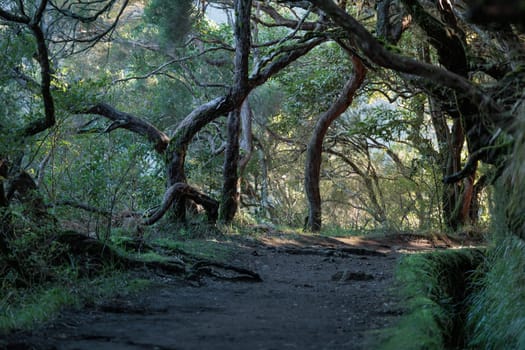 A peaceful footpath lined by towering trees in a beautiful, wild forest, surrounded by growth and untouched natural beauty.