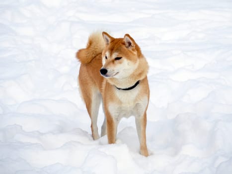 Japanese red coat dog is in winter forest. Portrait of beautiful Shiba inu male standing in the forest on the snow and trees background. High quality photo. Walk in winter