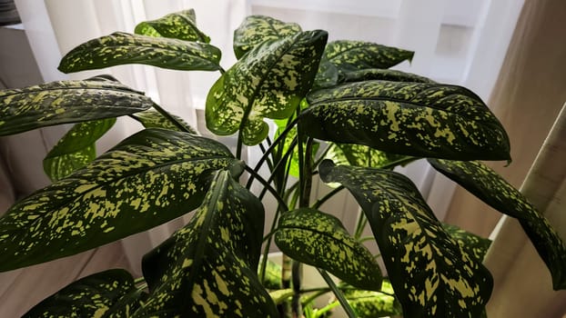 Dieffenbachia plant in a pot on a stool by the window. Retro interior in light colors. Background with plant with green leaves and fabric