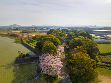 Aerial view of cherry blossoms and green trees in Japanese countryside . High quality photo