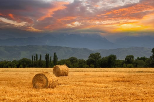 2 Haystack rolls on an agricultural field in the foothills of central asia. grain harvest season.