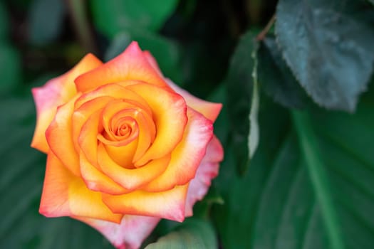 Beautiful Rose and Rosebuds in Rose Garden, Close Up, Selective Focus