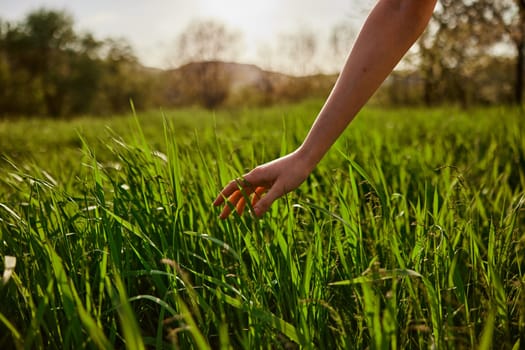 hand in the green grass, summer, dew . High quality photo
