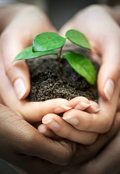 Facilitating corporate growth. people holding a budding plant