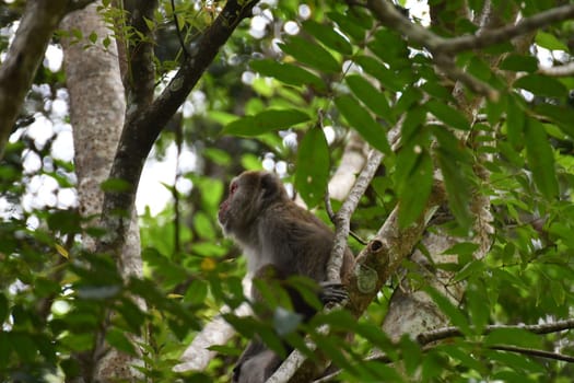 Low-angle shot of a monkey sitting on a tree branch