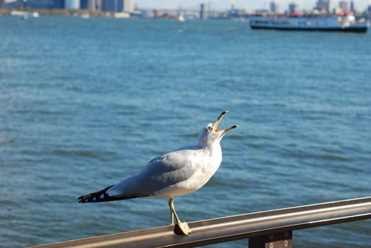 Closeup of a seagull perched on a handrail in New York City