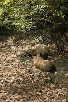 Vertical shot of the pigs wallowing in the mud near Leogang, Salzburg, Austria.