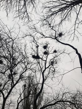 On a spring day, crows build their nests on a tall tree in the park. Crow's nest on a tree.