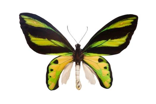 ornithoptera , butterfly isolated on white background, insects, spring