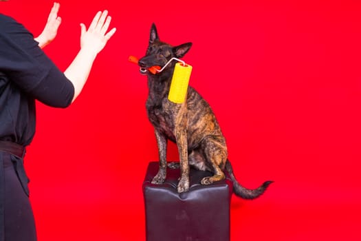 A dog builder is holding roller brusht. Red yellow background. Isolated. Dutch shepherd