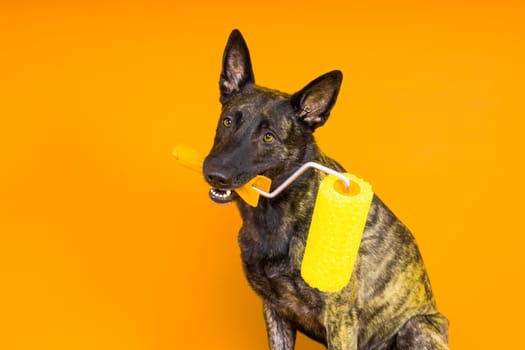 A dog builder is holding roller brusht. Red yellow background. Isolated. Dutch shepherd