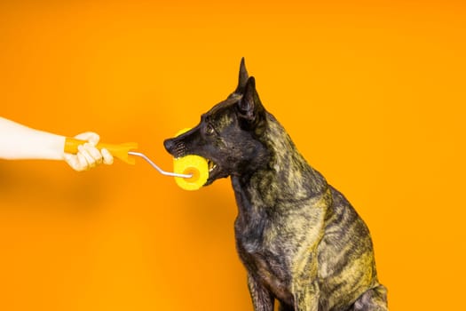 A dog builder is holding roller brusht. Red yellow background. Isolated. Dutch shepherd