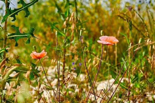 a herbaceous plant with showy flowers, milky sap, and rounded seed capsules. Many poppies contain alkaloids and are a source of drugs such as morphine and codeine.