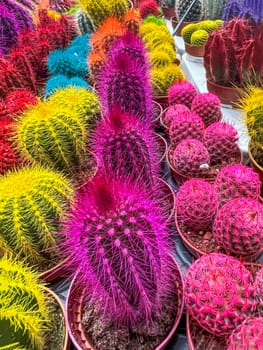 Various colored cacti plants in a greenhouse. Various cacti on the shelf in the store. Decorative small cacti in small pots of different types. Plants background. High quality photo