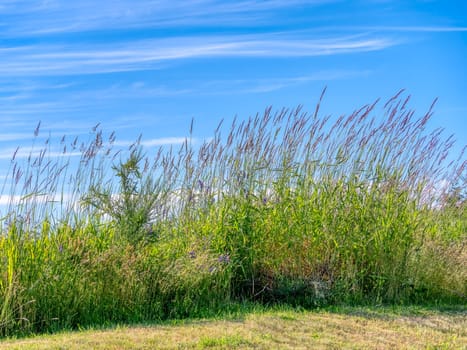 Summer sunlight shine over wild green grass on blue sky background.