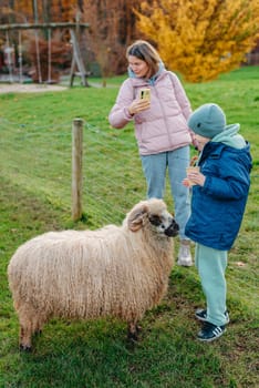 Little caucasian boy feeding ram in a farm. Ram eating grains of cereal from the hands of a child