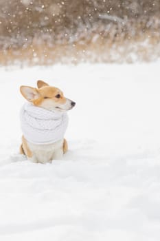 portrait of a cute corgi dog in a red scarf walking on a frosty morning on the grass covered with white cold snow