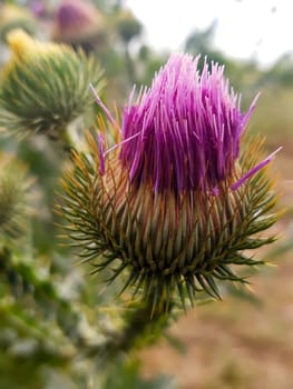 Red thistle flower on a background of green leaves close-up.Prickly thistle flower.