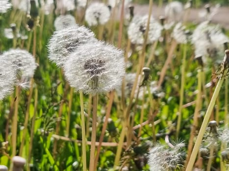 White fluffy dandelions, natural green blurred spring background, selective focus.