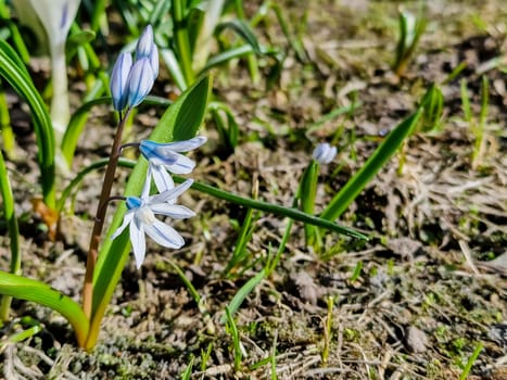 A flowering bush of Scilla siberica against a bokeh background of the same blue snowdrops on a forest lawn on a sunny spring day.
