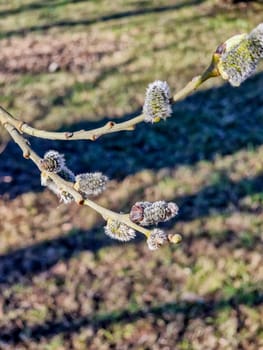 Willow branches with fluffy cats with a blurred background. Soft and gentle spring background with copy space.