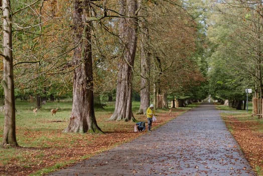 Calm fall season. Beautiful landscape with road in autumn forest. Maples and birch trees with green, yellow and orange leaves and footpath in the woodland in sunny day