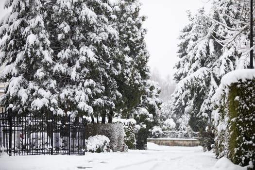 At the entrance to the estate there is a hedge and tall coniferous trees. The roadway, sidewalk, entrance gate and all plants are covered with a layer of white snow. Difficult weather conditions in winter.