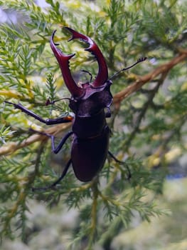 Stag beetle (lat. Lucanus cervus) is a large beetle of the genus Lucanus as part of the stag family against the background of thuja leaves close-up in the wild.