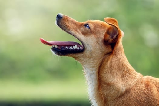 Lovely orange dog portrait from side with an open mouth, showing tongue and teeth. Puppy is waiting for something tasty.