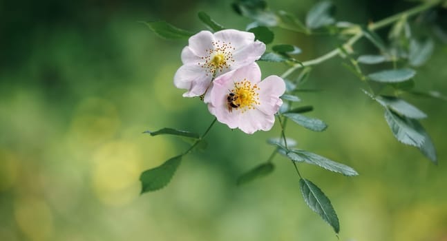 Beautiful pale pink rosehip flower on a blurred green natural background with sun rays. The bee collects pollen on the flower petals. Free space for text. Greeting card