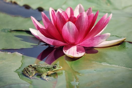 The blossom pink lotus in a day time, a green frog sits on the leaf in water. Free copy space for text