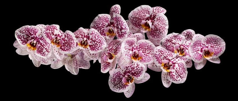 Branch of pink phalaenopsis or Moth orchid from isolated on black background. Photo is suitable as a banner for a website