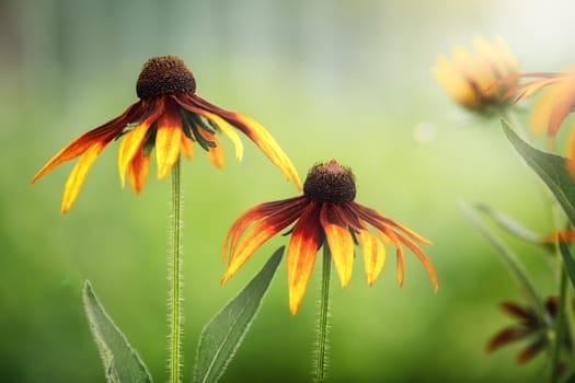 Yellow rudbeckia flowers on grean background with leaves. Gift card, copy space.