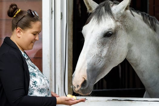 Female horse owner standing at the horse stable feeding with apple a silver color horse in the stall. The horse is looking out from the window of the stall. Horse stable view. Love for horses.