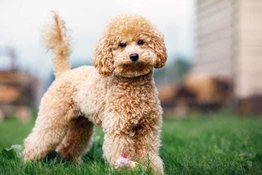 A portrait of a light brown little poodle puppy standing in the yard on the grass and looking at the camera.